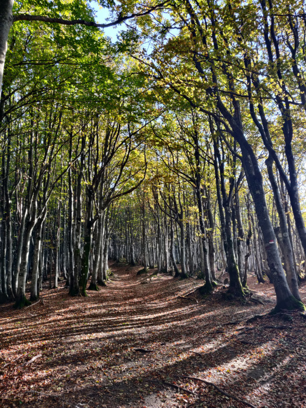 Escursione nel Parco Nazionale delle Foreste Casentinesi con partenza da Palazzo Gatteschi